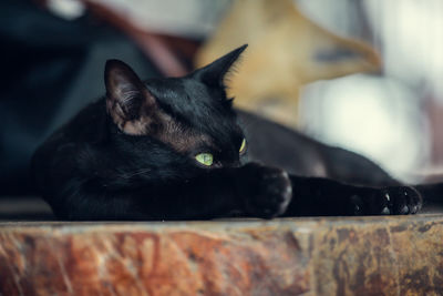 Close-up of a cat resting