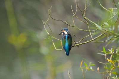 Kingfisher perching on branch