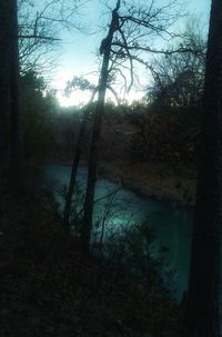 Scenic view of lake in forest