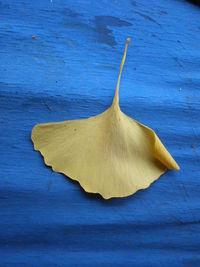 Close-up of autumnal leaf on blue surface