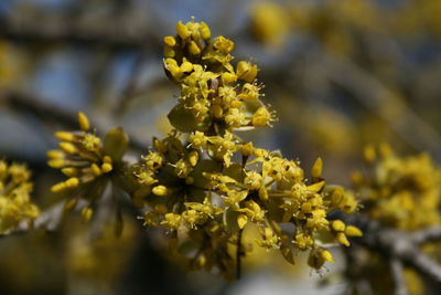Close-up of yellow flowering plant