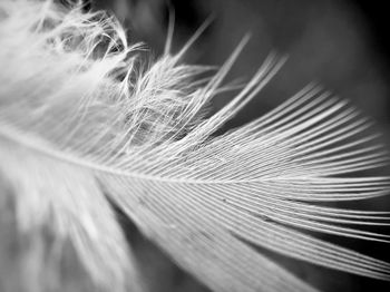 Close-up of feather