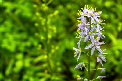 Close-up of purple flowers blooming outdoors