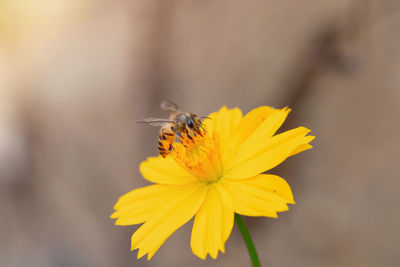 Close-up of bee pollinating on yellow flower