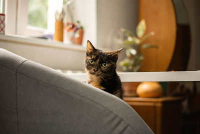 Tabby cat sitting on the chair in the room