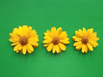 Close-up of yellow flowers against green background