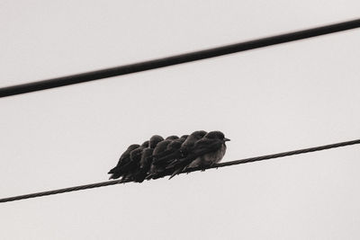 Low angle view of bird perching on cable against clear sky