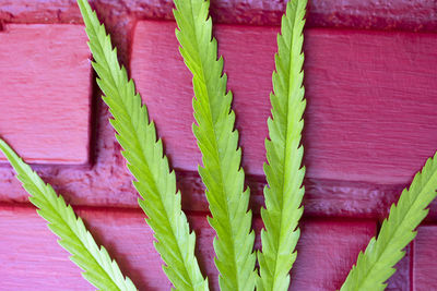 High angle view of succulent plant against wall