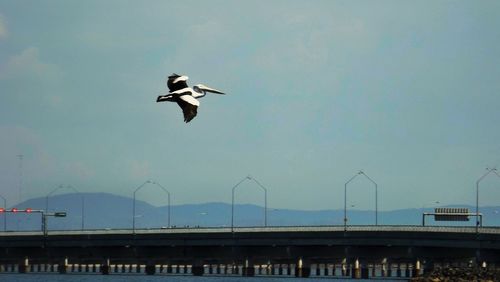 Bird flying against sky