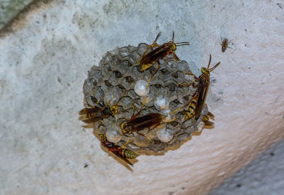 High angle view of bee