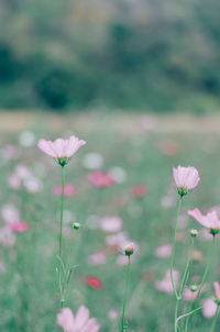 Close-up of pink flowering plant on field