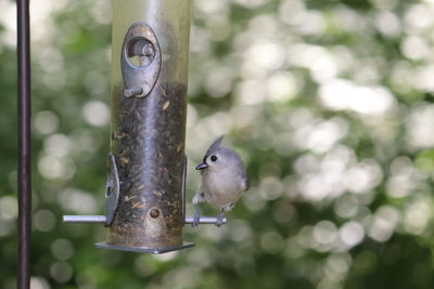 Close-up of bird perching on feeder