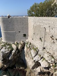 Plants growing on wall