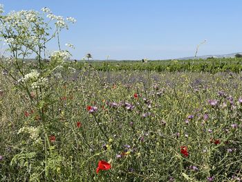 Flowering plants on field against clear sky