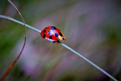 Close-up of giant bamboo ladybird on host plant