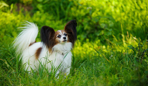 Dog on grass