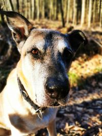 Close-up portrait of dog on field