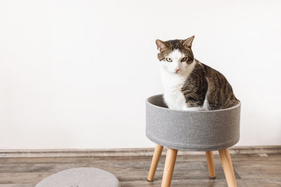 Domestic cat sits in trendy gray storage stool. white wall copy space