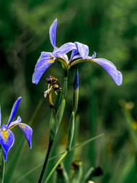 Close-up of flowers against blurred background