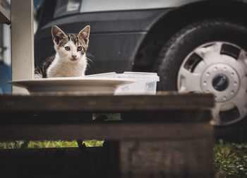 Kitten by container against car in back yard