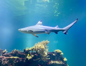 Close-up of a little shark swimming in sea