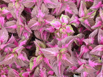 Full frame shot of pink flowering plants