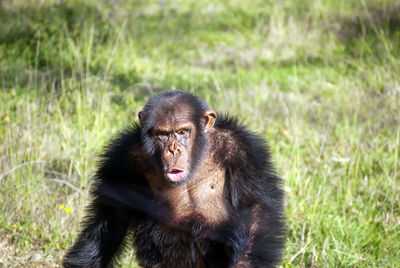 Chimpanzee in south africa