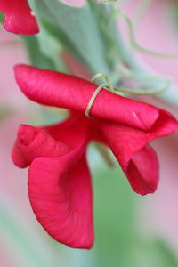 Close-up of red rose flower