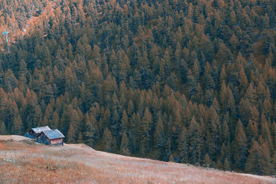 Scenic view of forest during winter