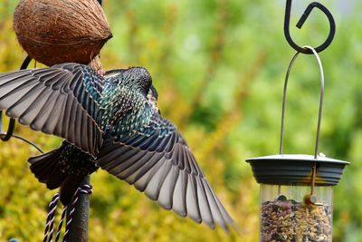 Close-up of bird flying