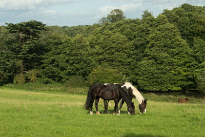 Cows grazing on field against sky