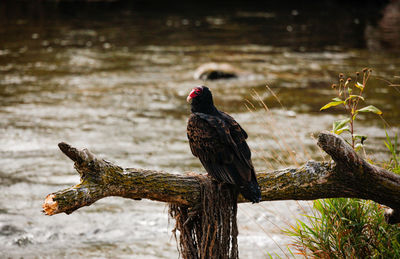 Bird perching on tree