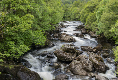 Stream flowing through rocks in forest