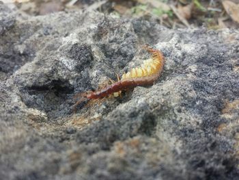 Close-up of insect on rock