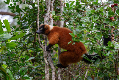 View of monkey on tree in forest