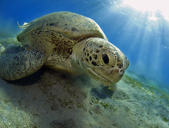 Green turtle in red sea