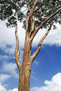 Low angle view of tree against sky