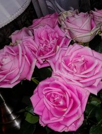 Close-up of pink roses