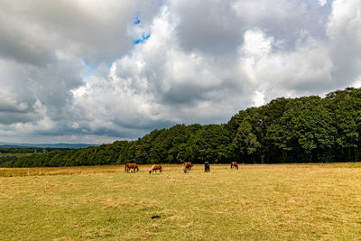 Panoramic view of horses on field against sky