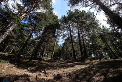 Low angle view of trees in forest against sky