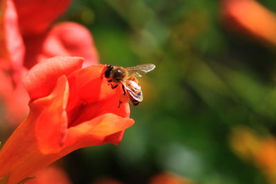 Close-up of bee pollinating on red flower