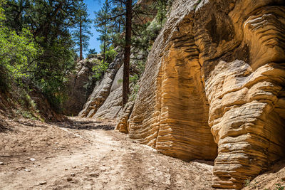 Rock formation amidst trees in forest