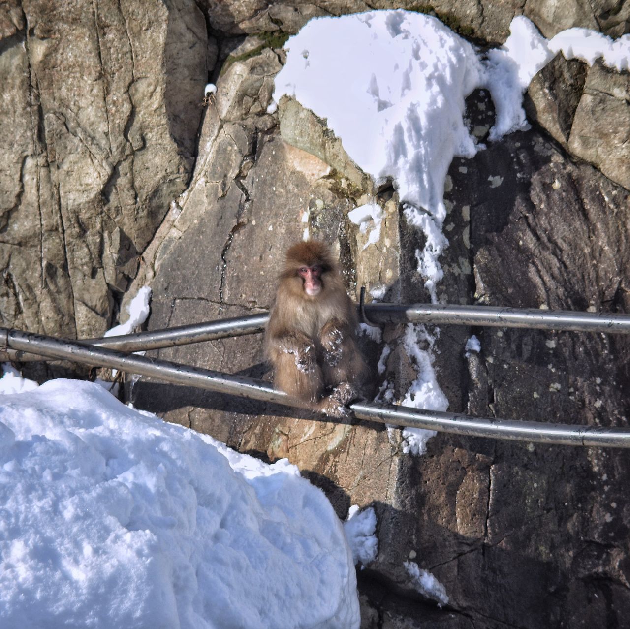 winter, cold temperature, snow, animal themes, animals in the wild, nature, rock - object, weather, monkey, one animal, mammal, animal wildlife, day, japanese macaque, outdoors, frozen, sitting, no people, beauty in nature, snowing