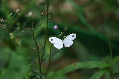 Close-up of butterfly on white flower