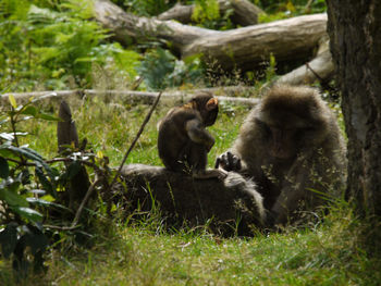 Monkeys in a forest
