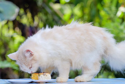 Close-up of cat eating food