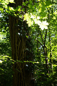 Trees growing in forest