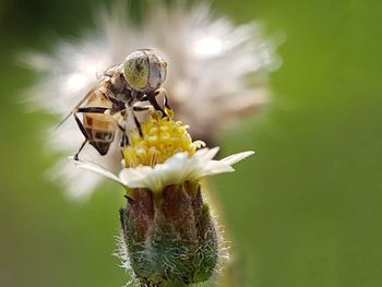 Close-up of bee on flower