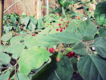 Close-up of red leaves