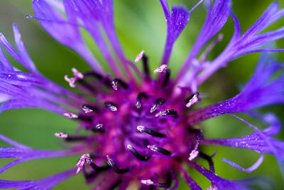 Close-up of purple flowering plant